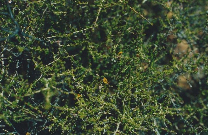 Aspalathus leptocoma
