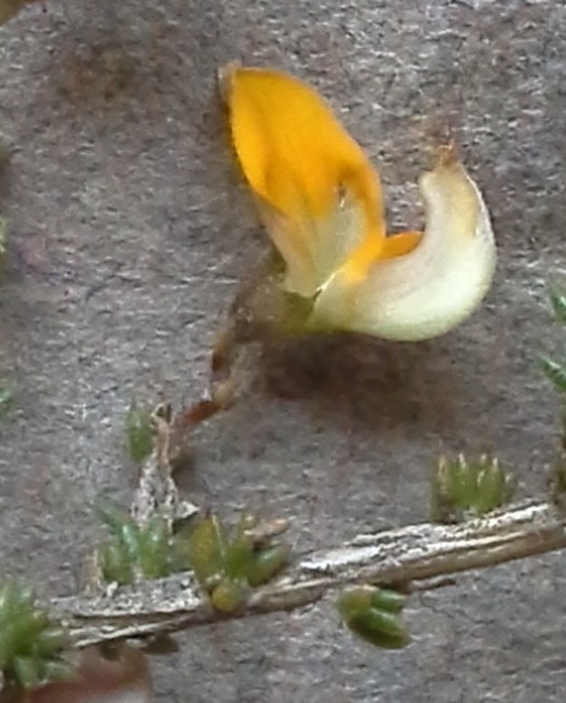 Aspalathus leptocoma photo 2