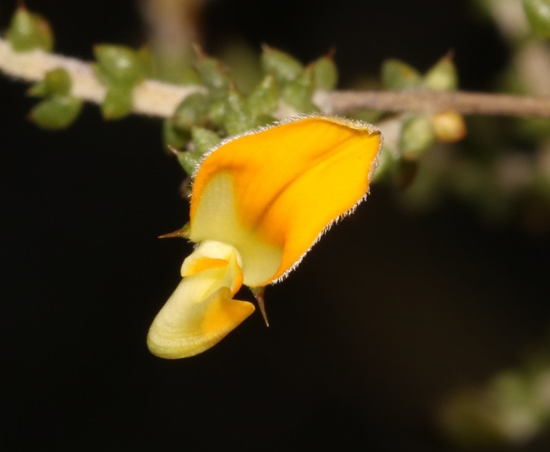 Aspalathus leptocoma photo 3