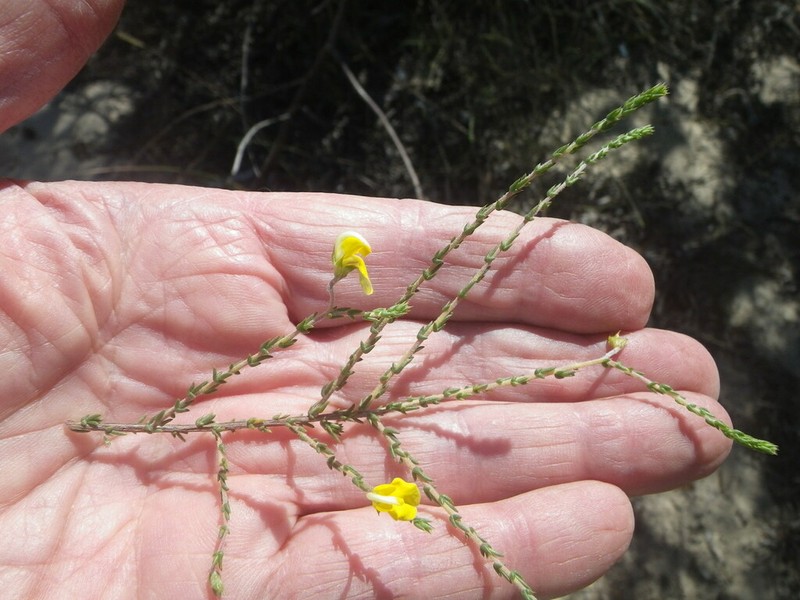 Aspalathus leptocoma photo 4