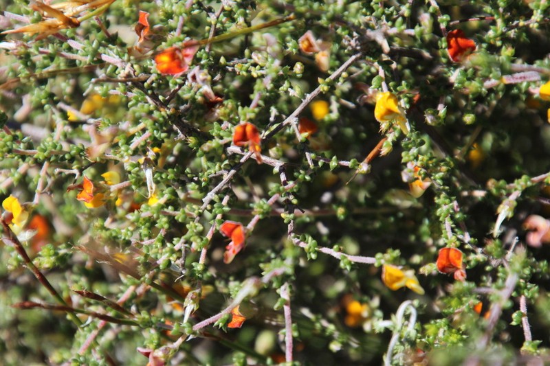 Aspalathus leptocoma photo 5