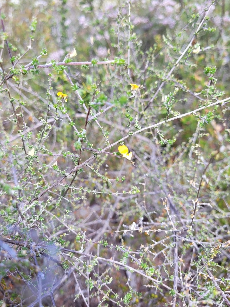 Aspalathus leptocoma photo 6