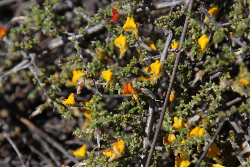 Aspalathus leptocoma photo 7