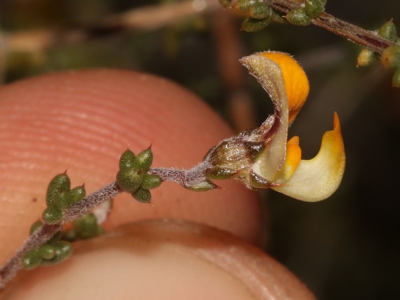 Aspalathus leptocoma photo 8