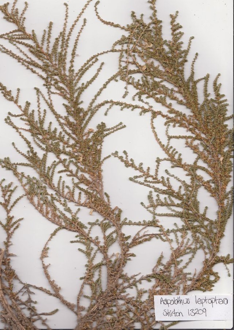 Aspalathus leptoptera