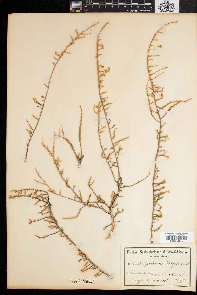 Aspalathus leptoptera photo 2