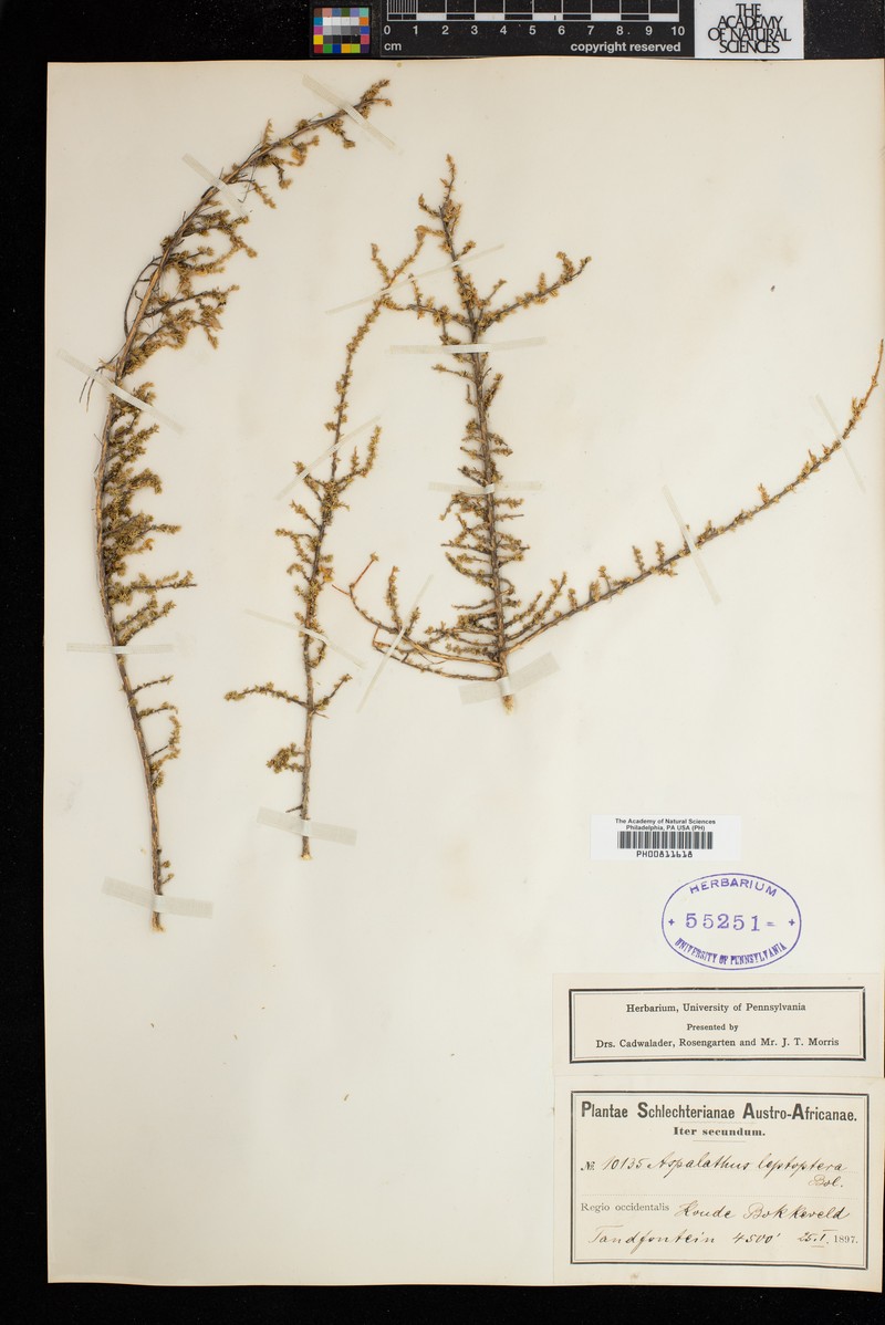 Aspalathus leptoptera photo 3
