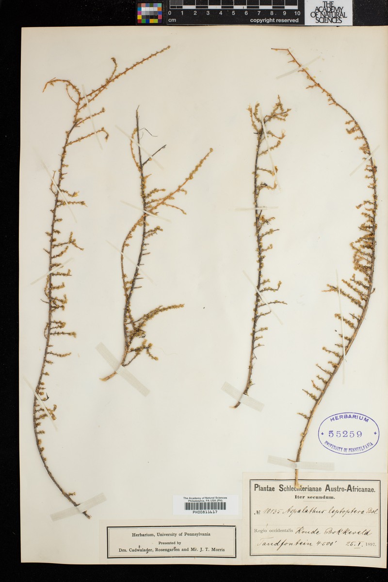 Aspalathus leptoptera photo 4