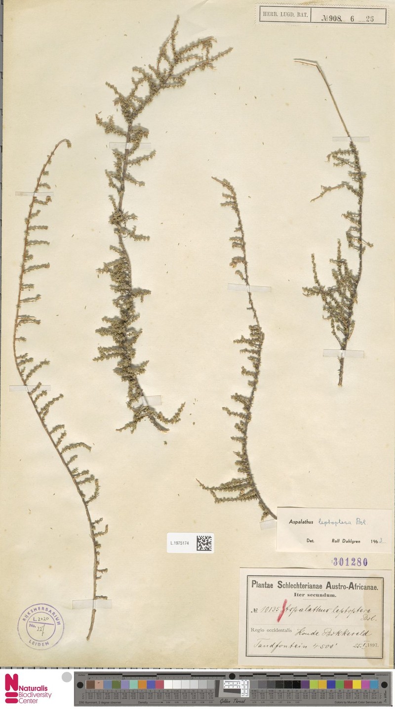Aspalathus leptoptera photo 5