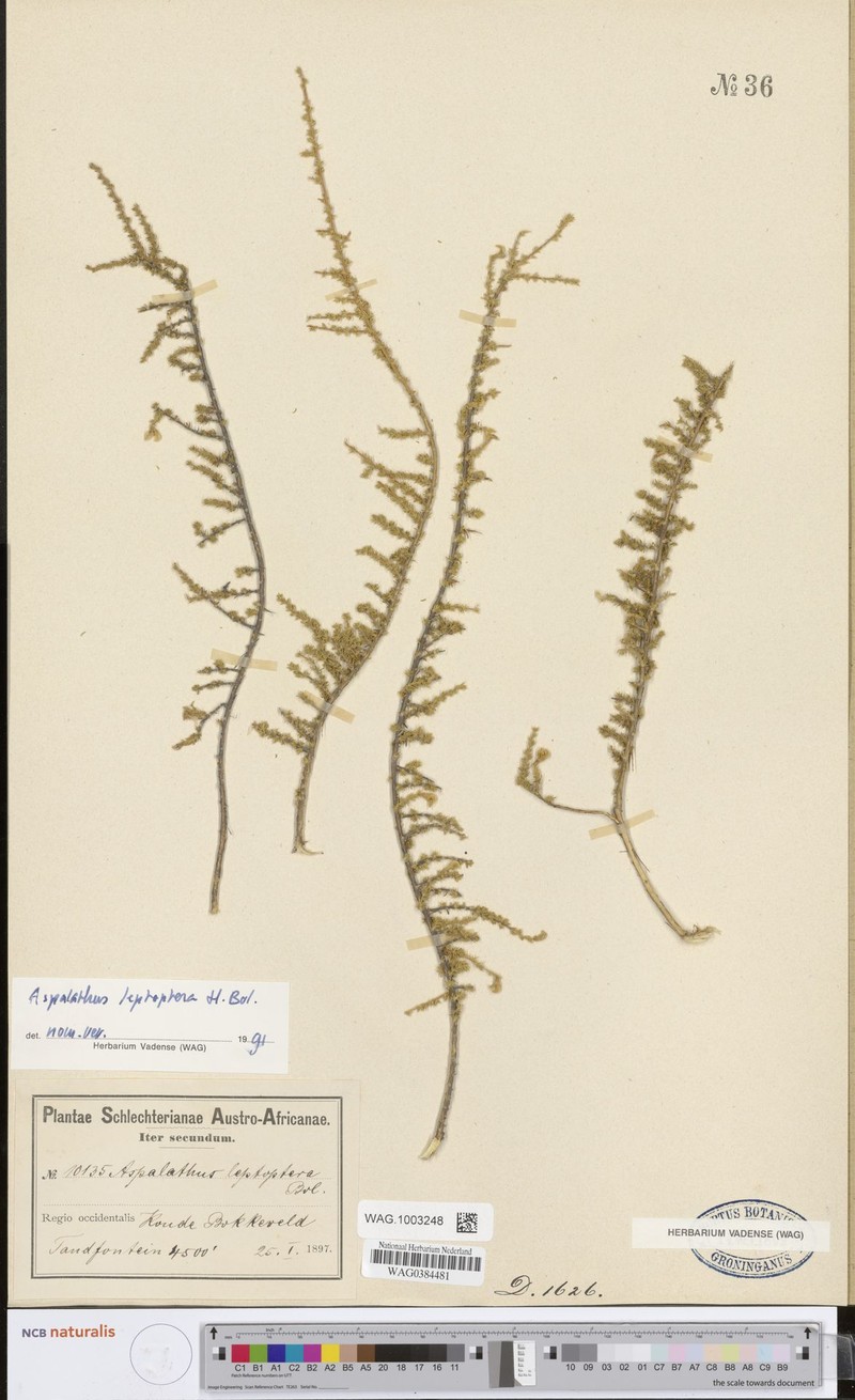 Aspalathus leptoptera photo 6