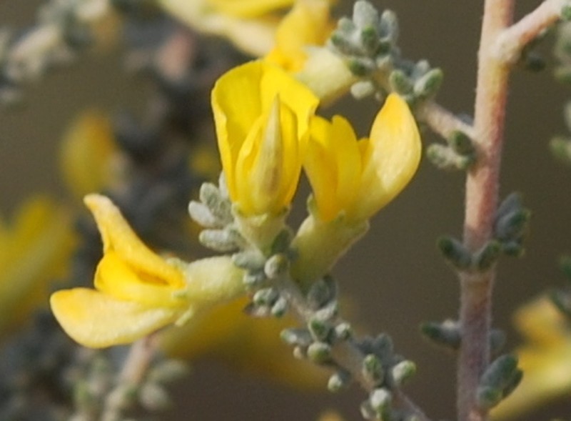 Aspalathus leucophylla