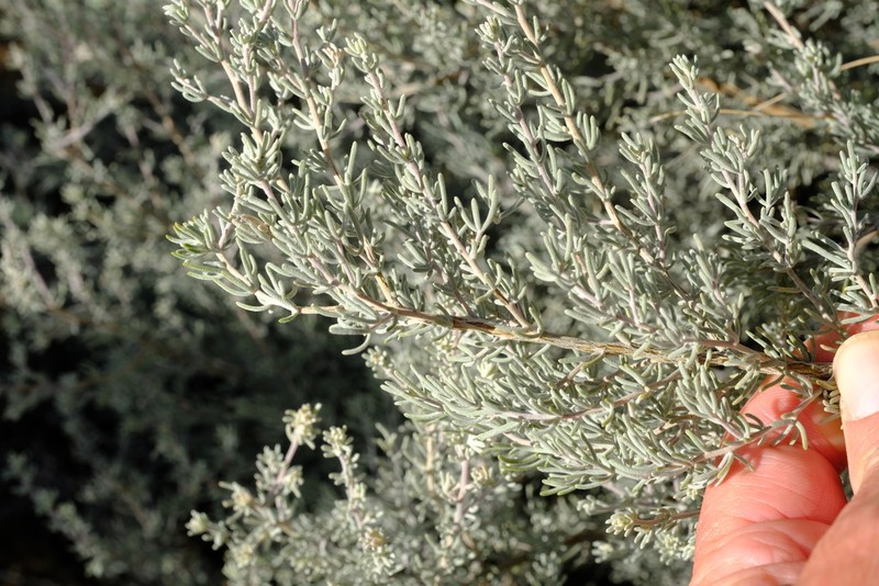 Aspalathus leucophylla photo 2