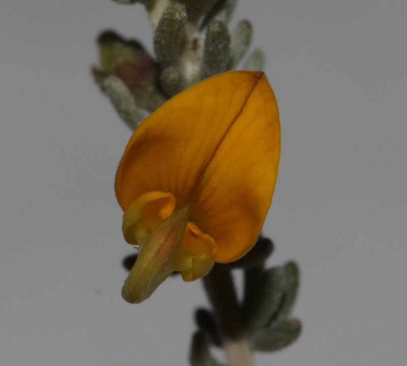 Aspalathus leucophylla photo 3
