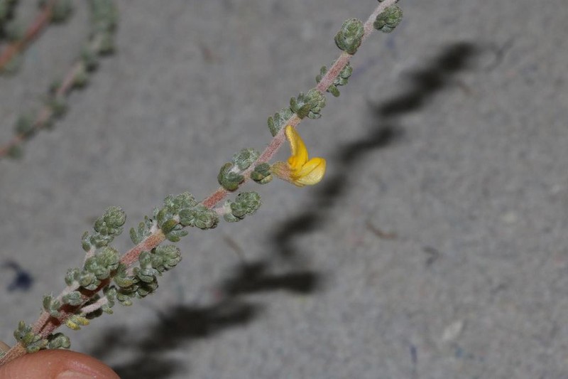Aspalathus leucophylla photo 4