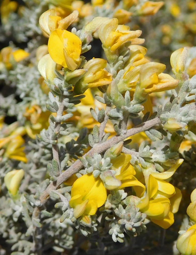 Aspalathus leucophylla photo 5