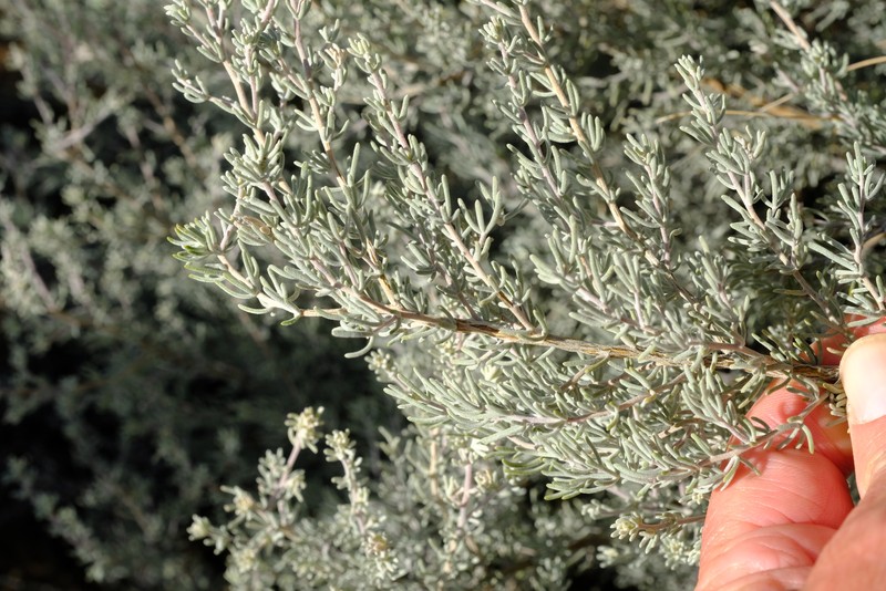 Aspalathus leucophylla photo 6