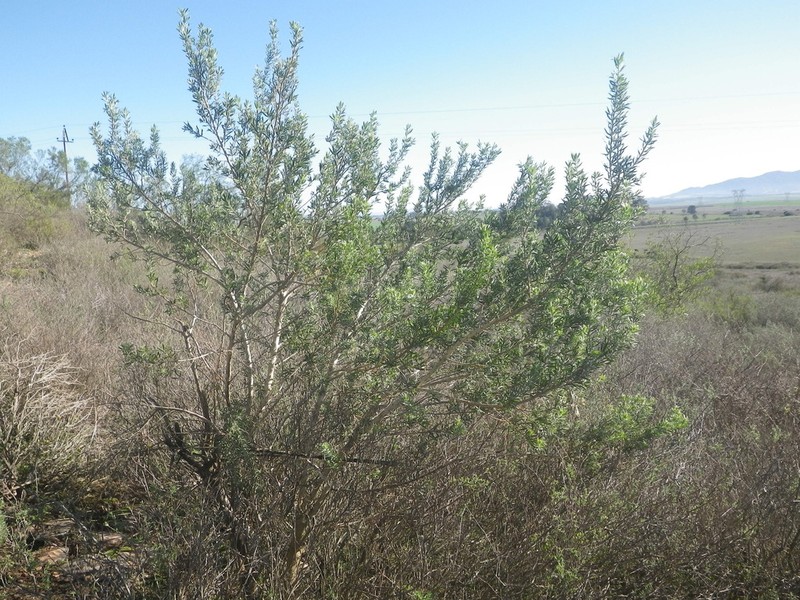 Aspalathus linearifolia photo 2
