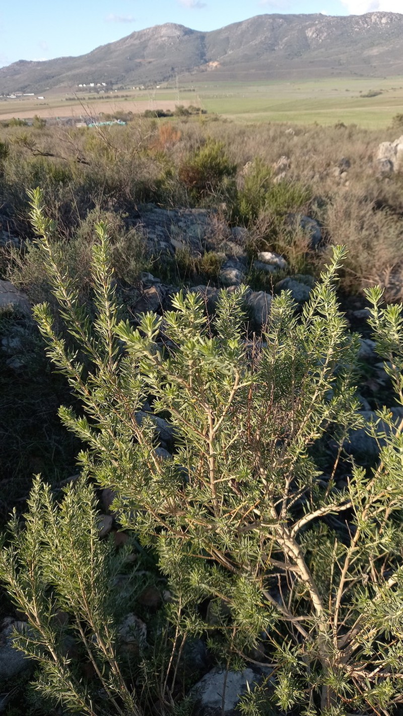 Aspalathus linearifolia photo 3