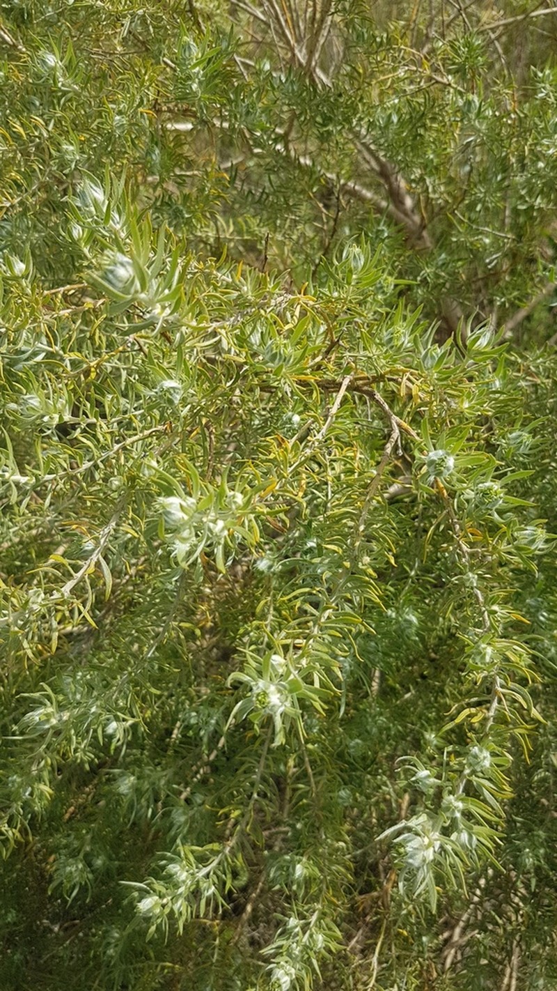 Aspalathus linearifolia photo 4