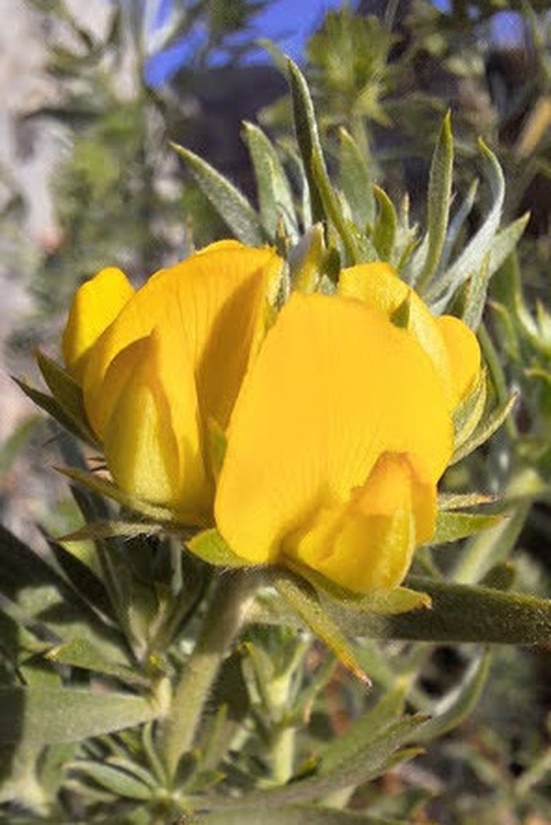 Aspalathus linearifolia photo 5