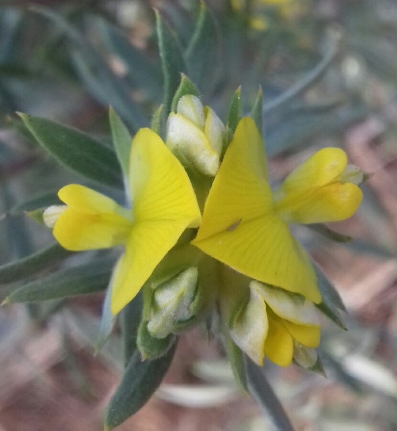 Aspalathus linearifolia photo 7