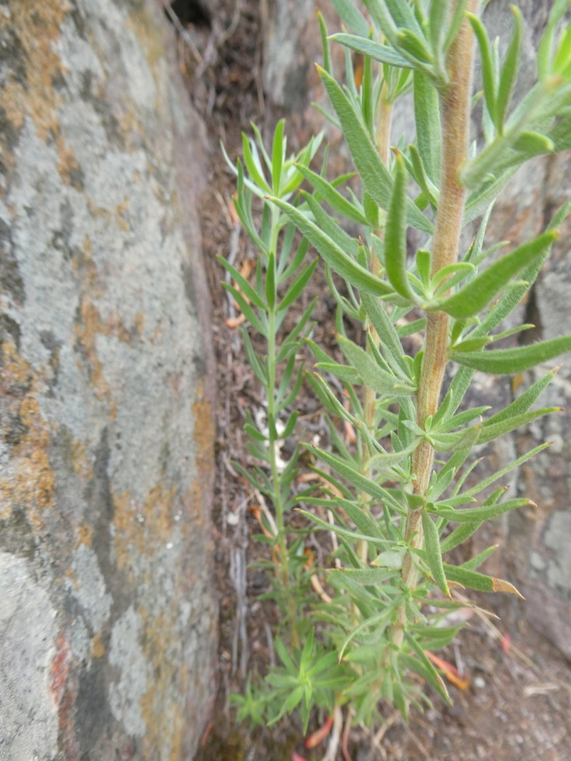 Aspalathus linearifolia photo 8