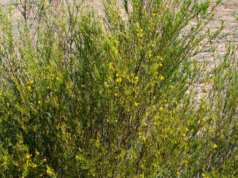 Rooibos photo 2