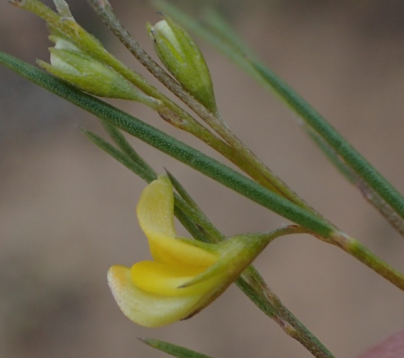 Rooibos photo 3