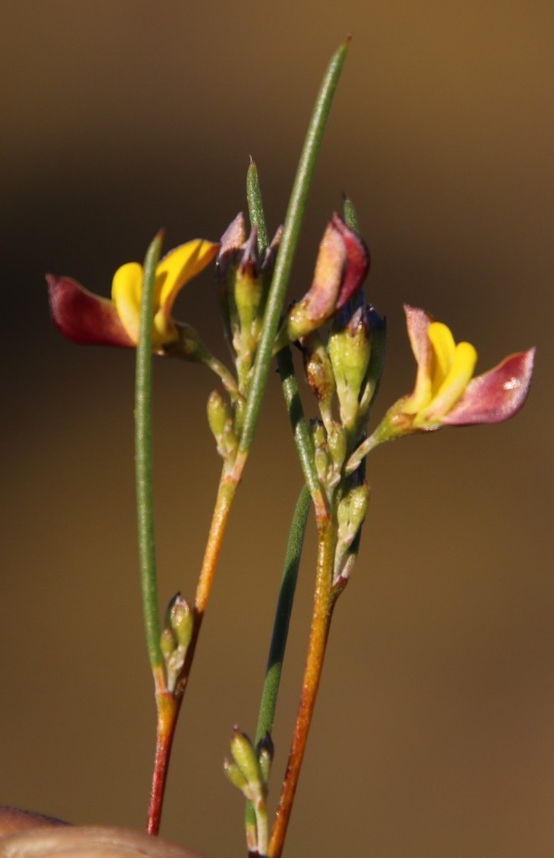 Rooibos photo 4