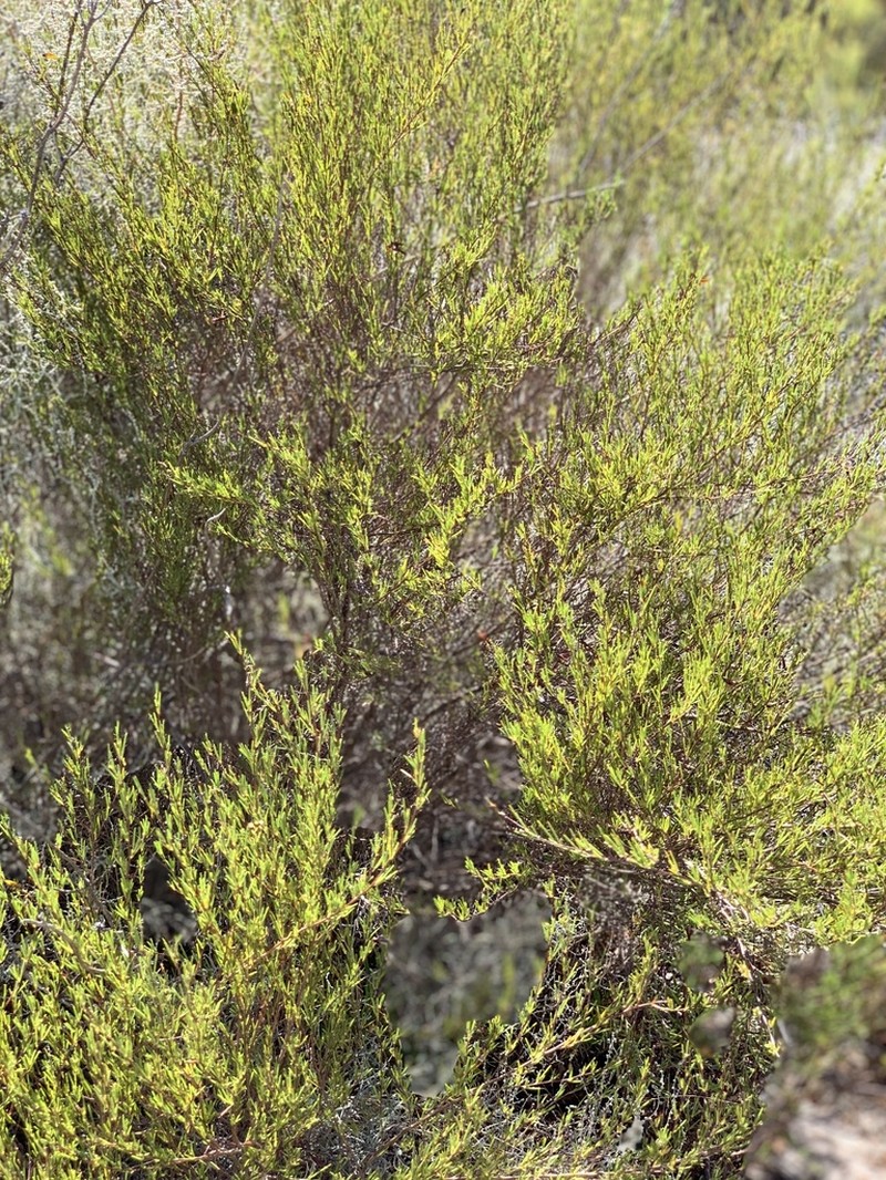 Rooibos photo 5