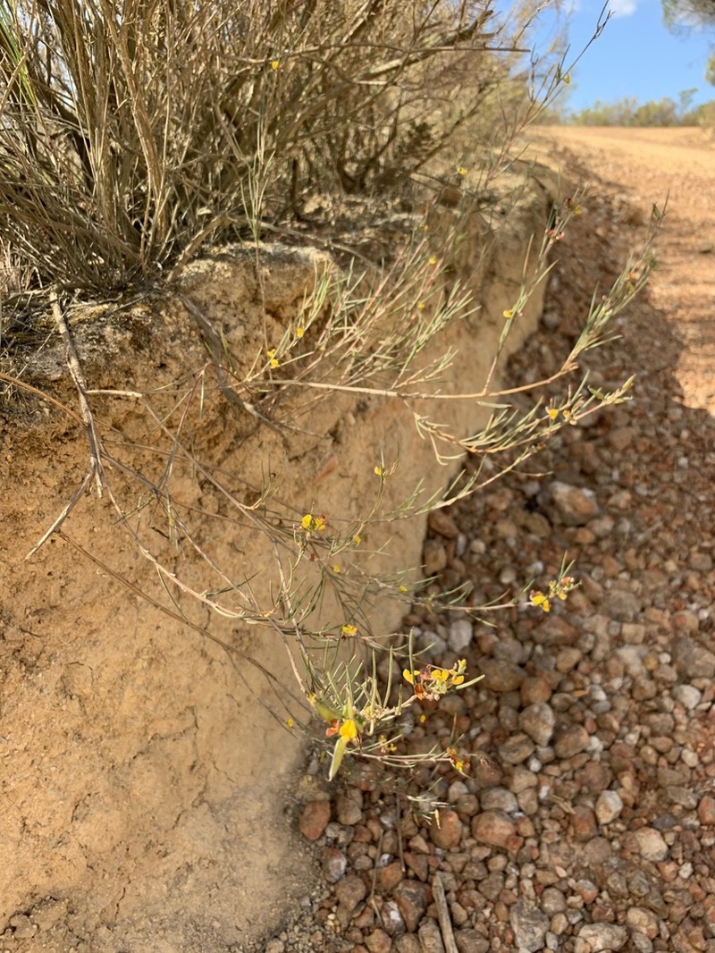 Rooibos photo 6