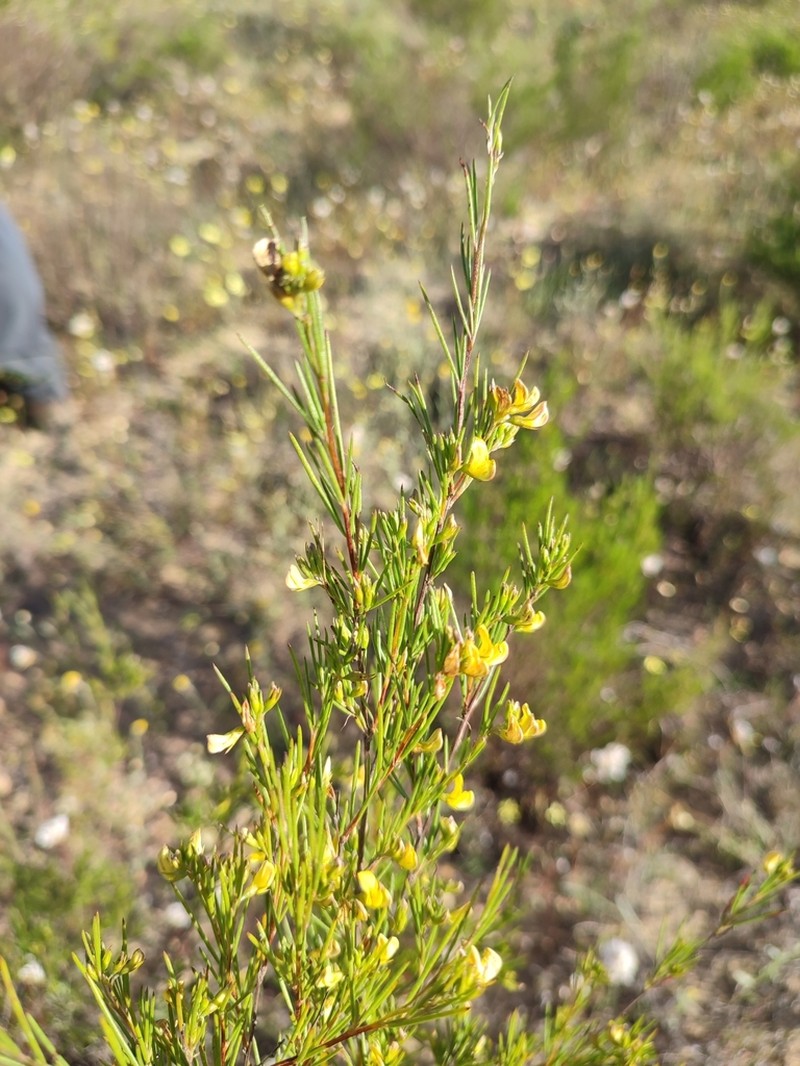 Rooibos photo 7