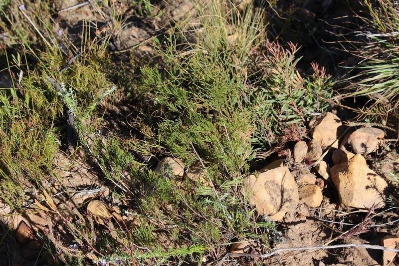 Rooibos photo 8
