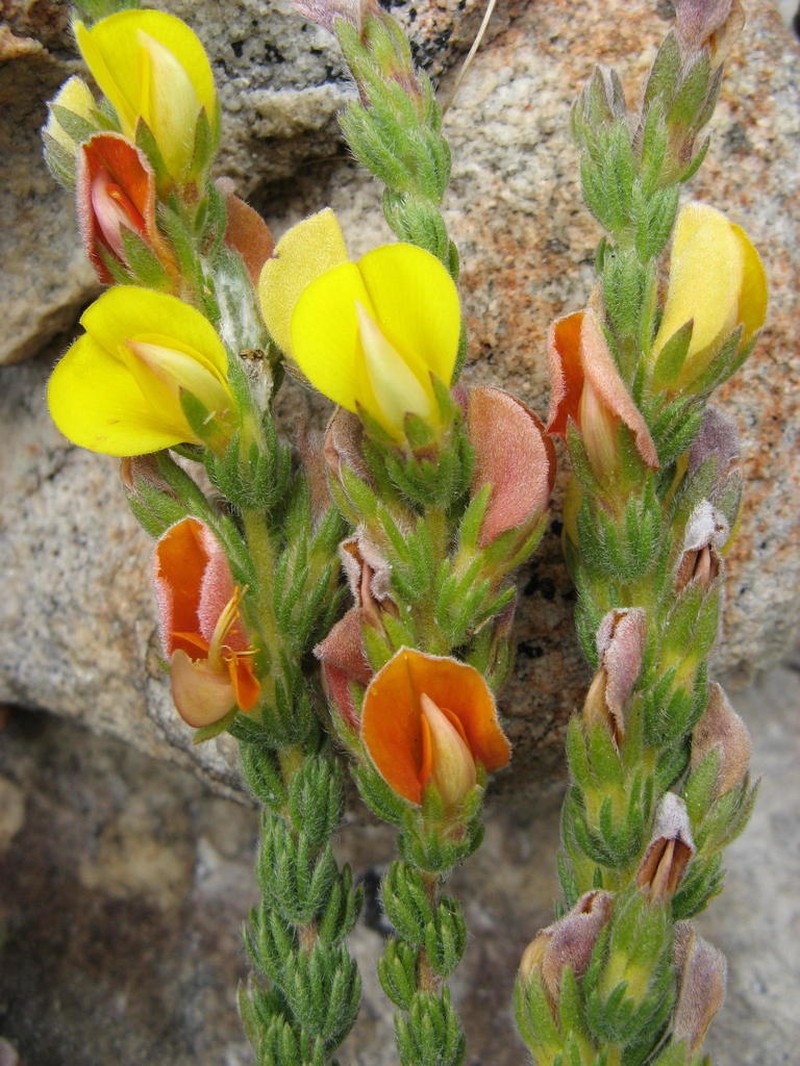 Aspalathus linguiloba photo 3