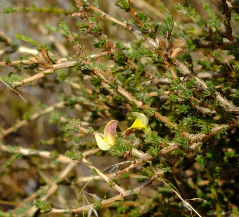 Aspalathus linguiloba photo 6