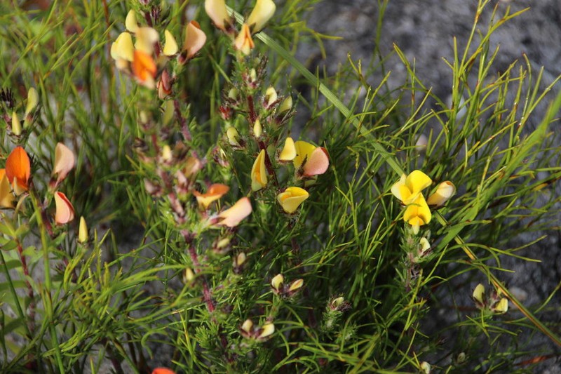 Aspalathus linguiloba photo 8