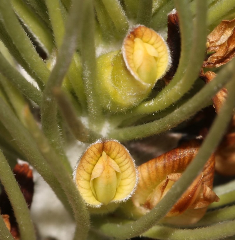 Aspalathus longifolia photo 3