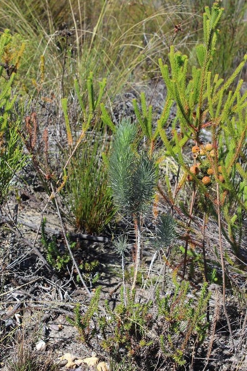 Aspalathus longifolia photo 4
