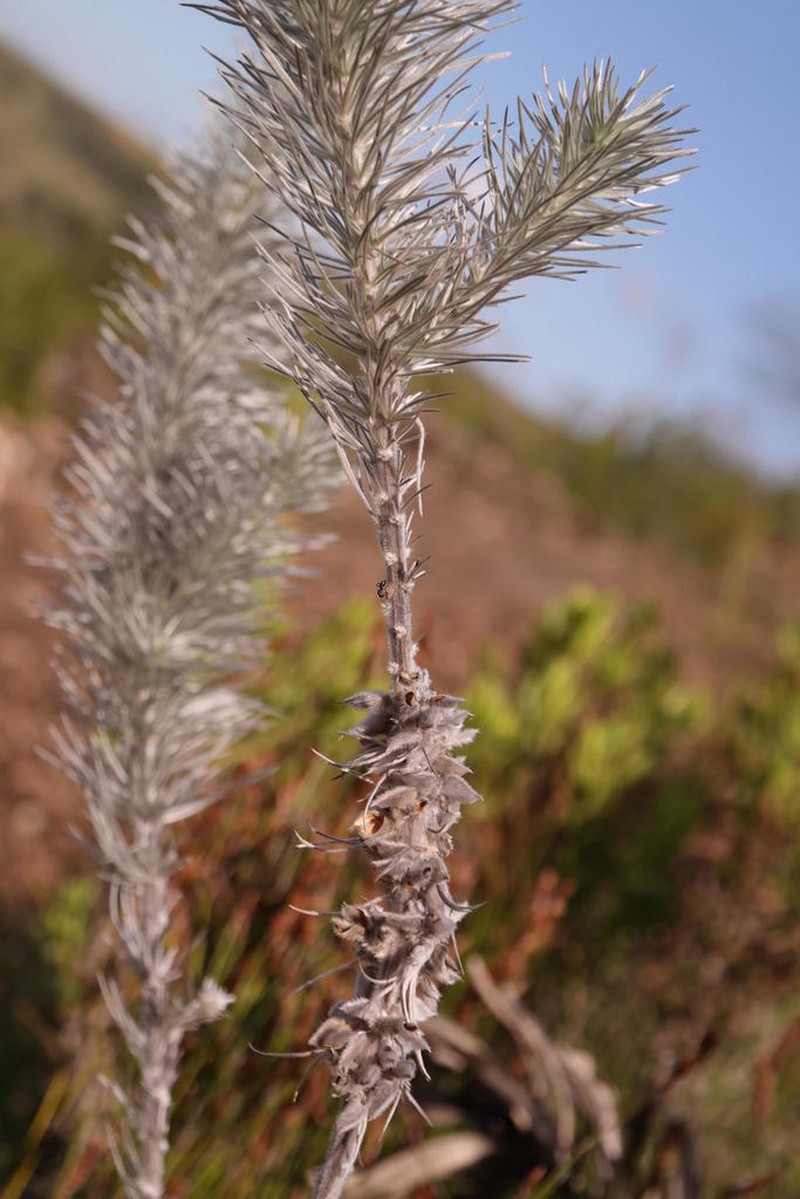 Aspalathus longifolia photo 5