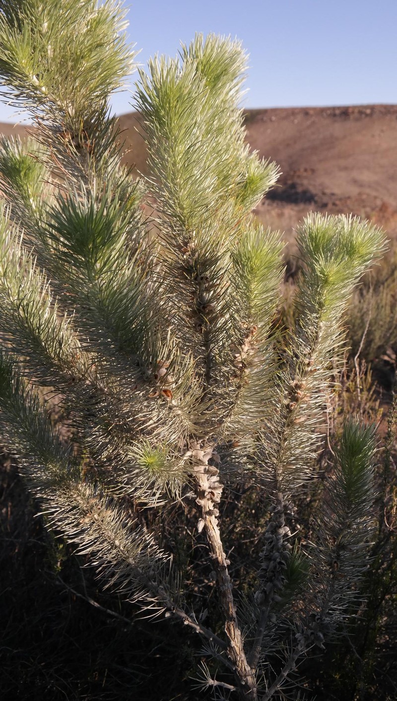 Aspalathus longifolia photo 8