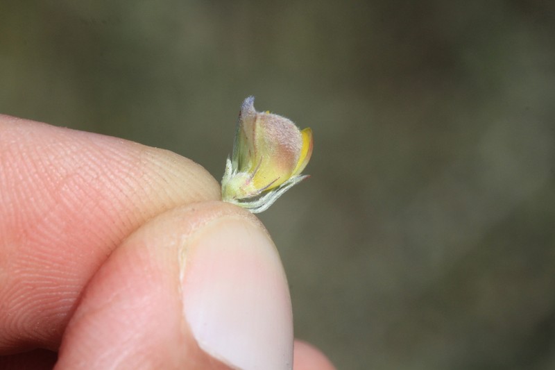 Aspalathus longipes