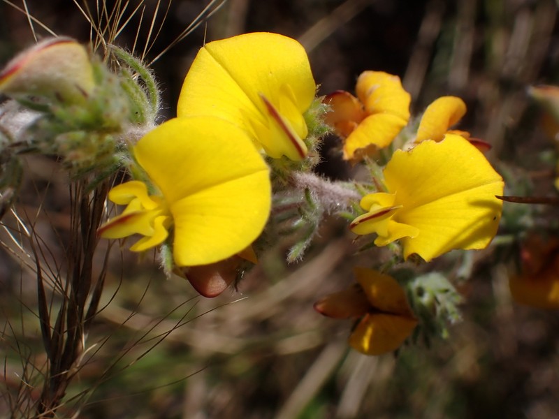 Aspalathus longipes photo 2