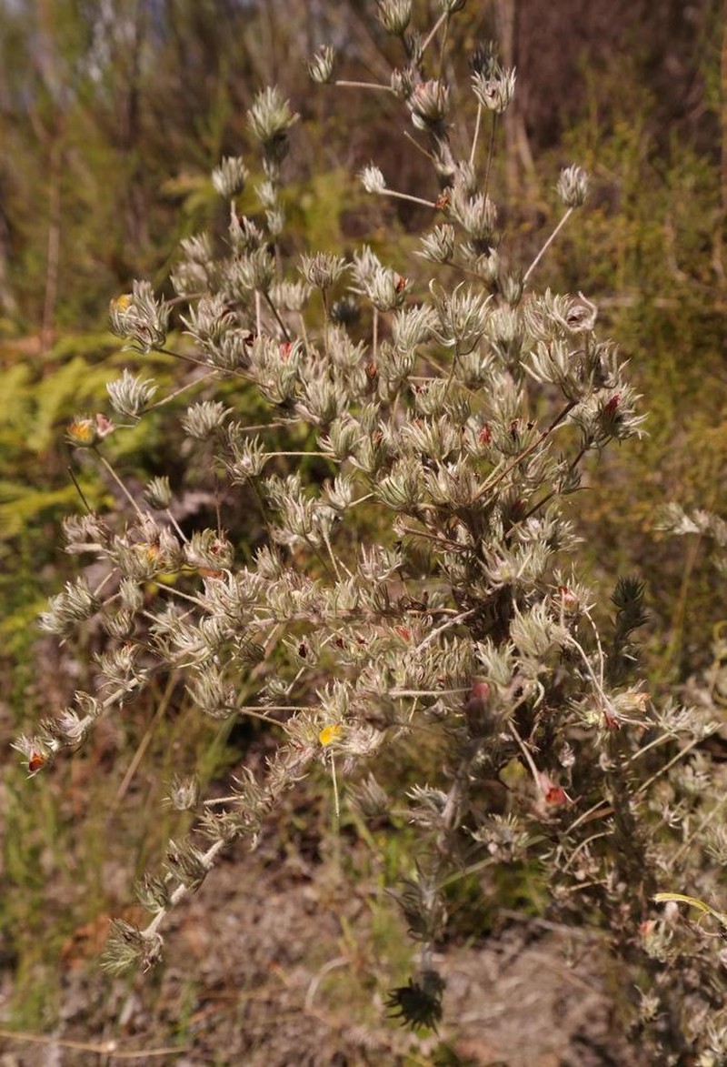 Aspalathus longipes photo 3