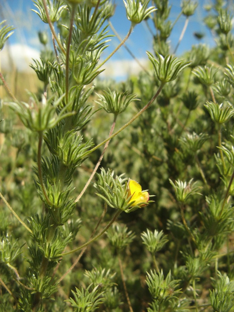 Aspalathus longipes photo 4