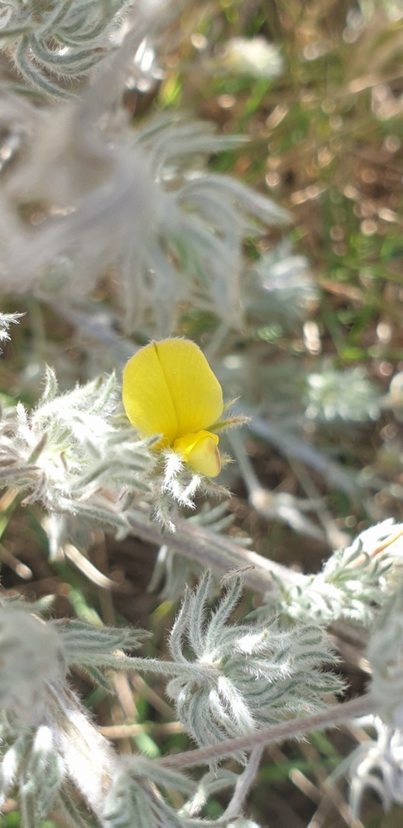 Aspalathus longipes photo 5