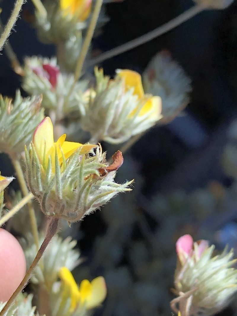 Aspalathus longipes photo 7