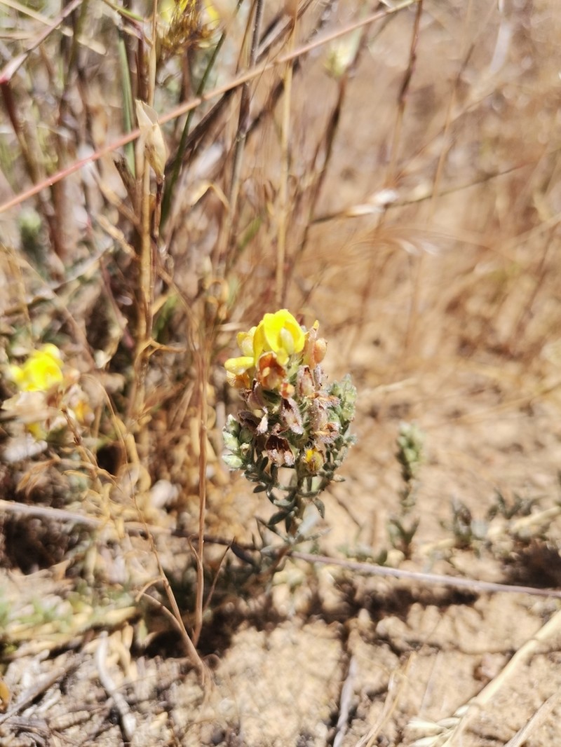 Aspalathus lotoides