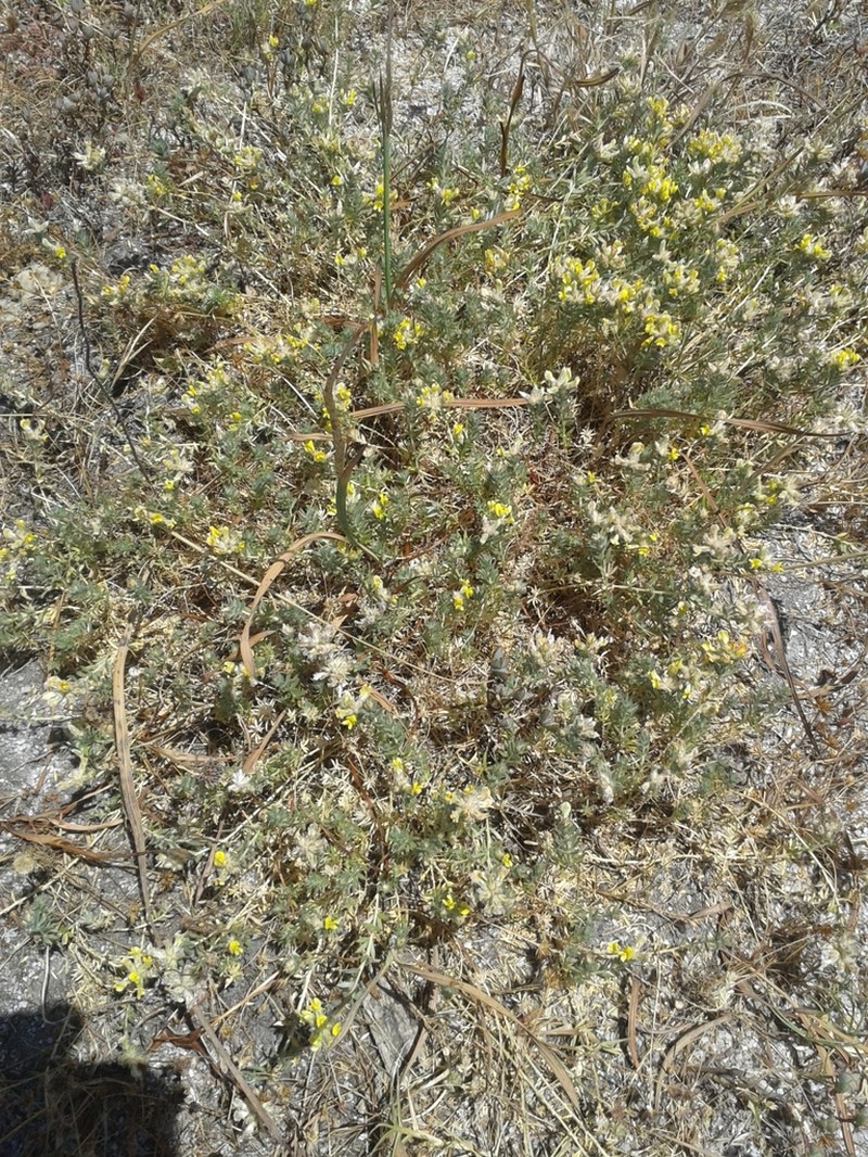Aspalathus lotoides photo 2