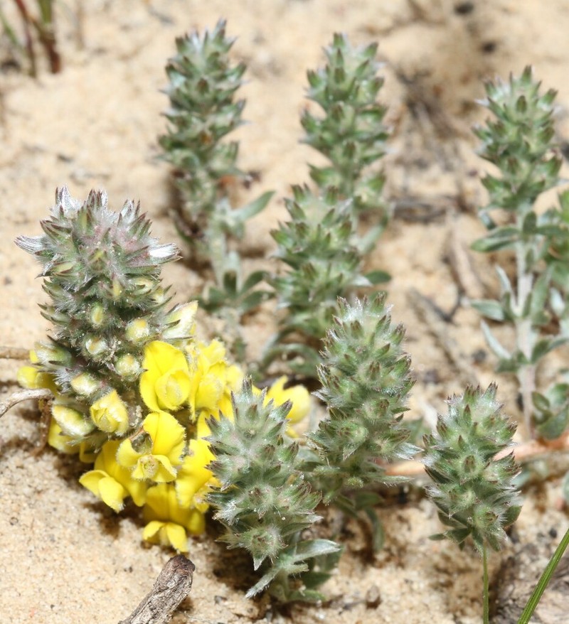 Aspalathus lotoides photo 6
