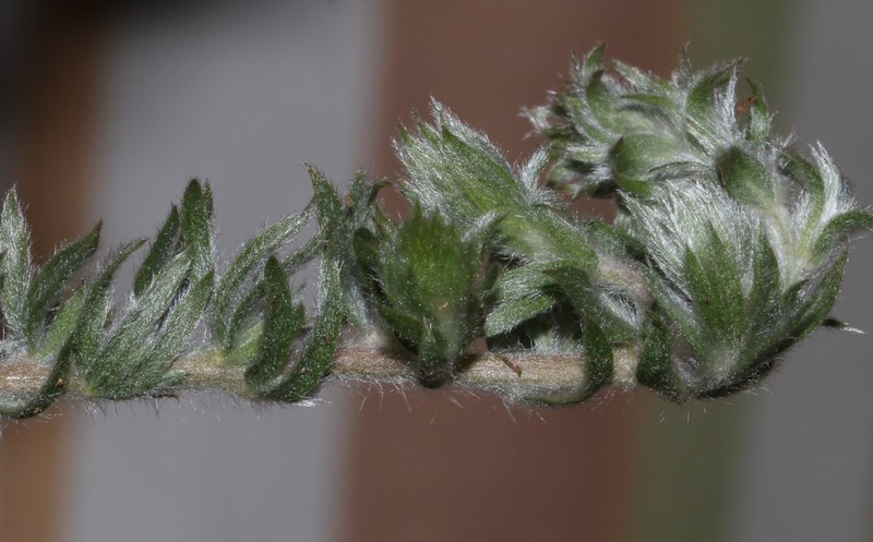 Aspalathus lotoides photo 7